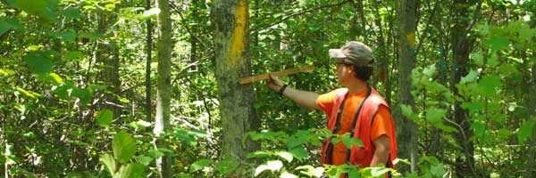 Roger measures a tree